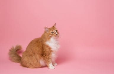 Kosten kattenverzekering rode kat