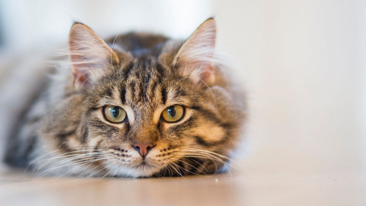 Is het mogelijk om een oudere kat te verzekeren? Alpina.nl
