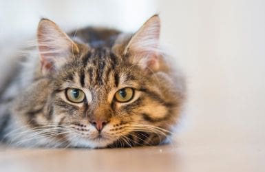 Oudere kat bruin